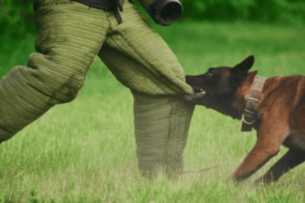 Fierce dog bites a man's leg while out in a field.
